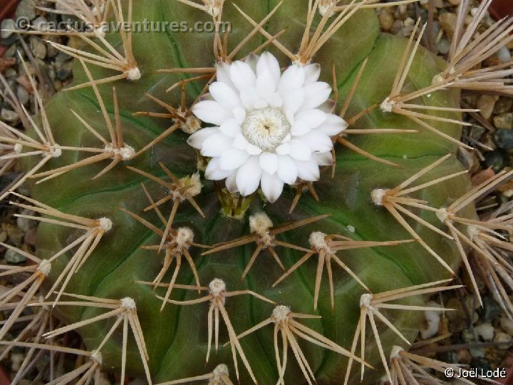 Gymnocalycium eurypleurum P1030610